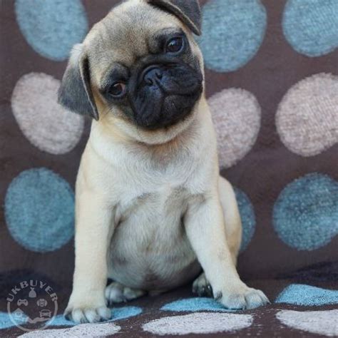 pug on sale|pug puppies price uk.